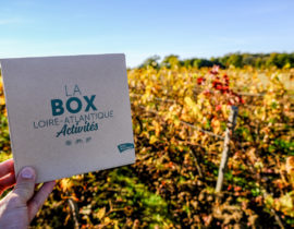 Expérience dans les vignes avec LA box Loire-Atlantique Activités