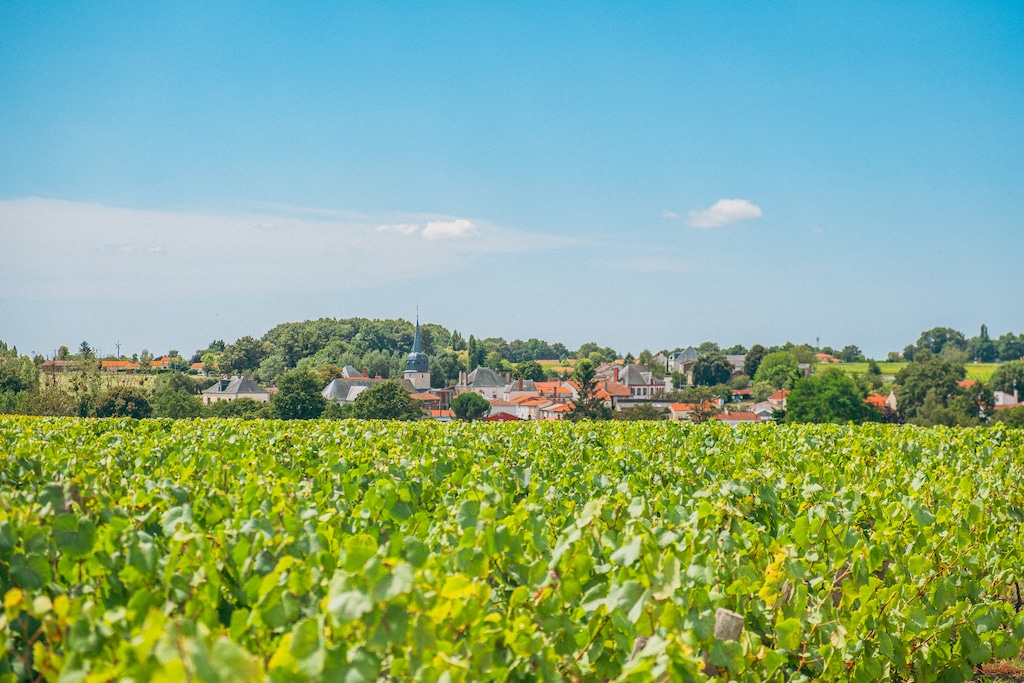 Vignoble de Nantes
