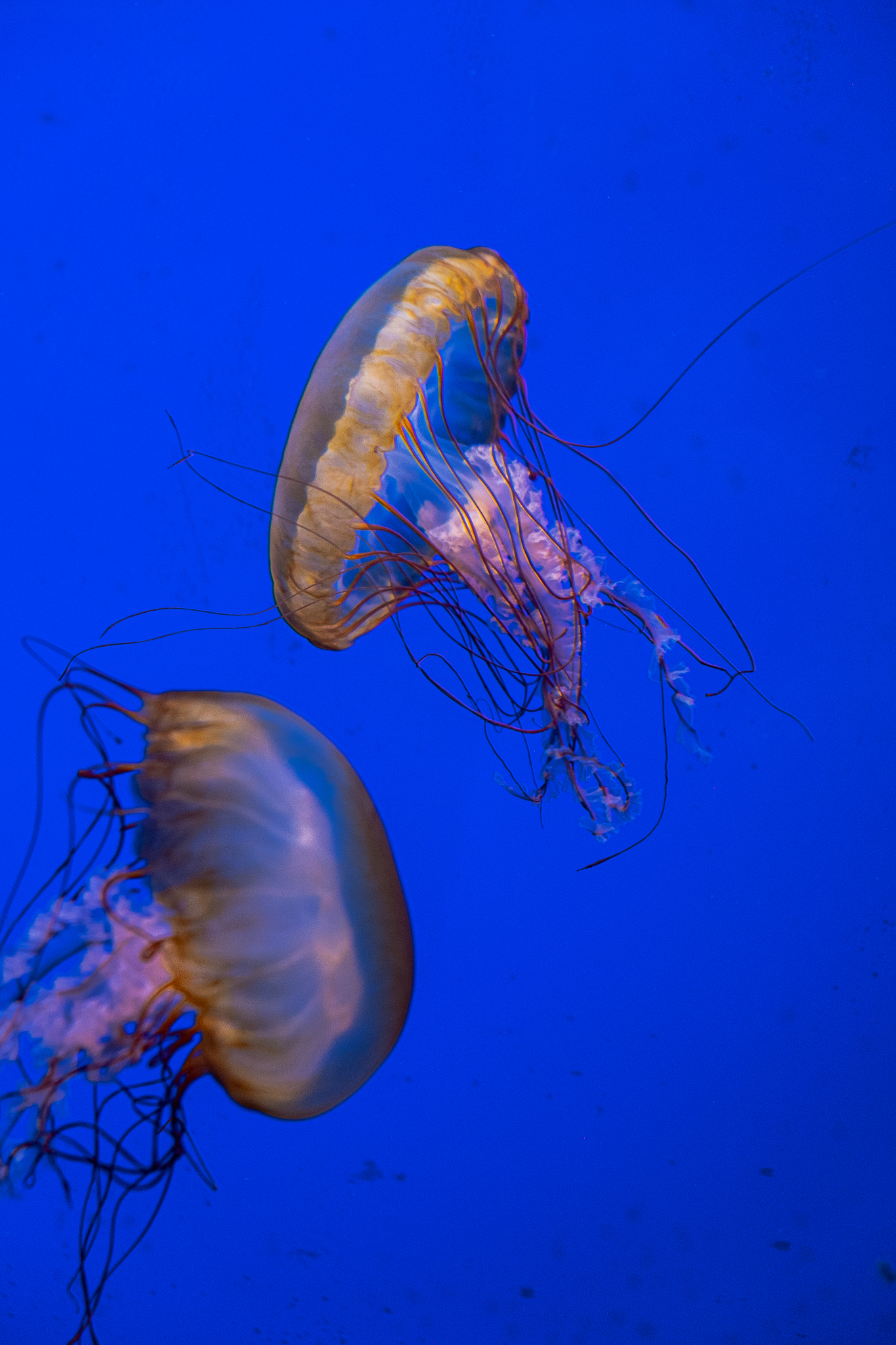 ocearium-le-croisic-46