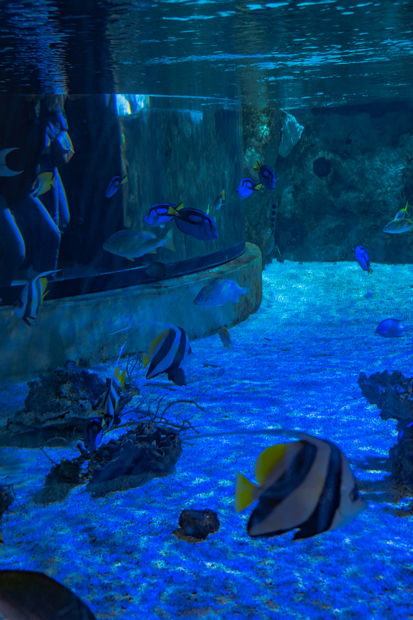 ocearium-le-croisic-54