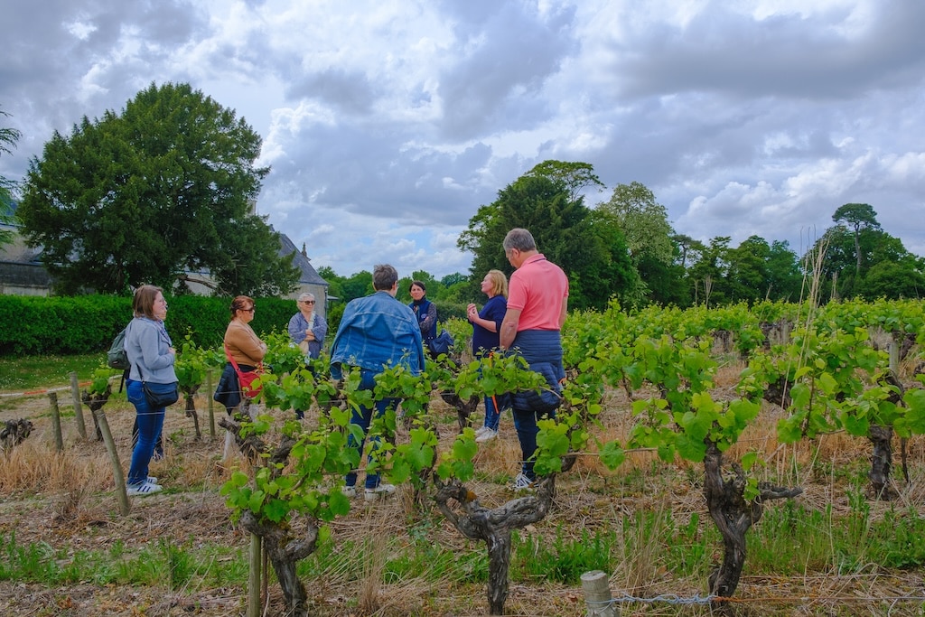 Vignoble de Nantes Wine Tour