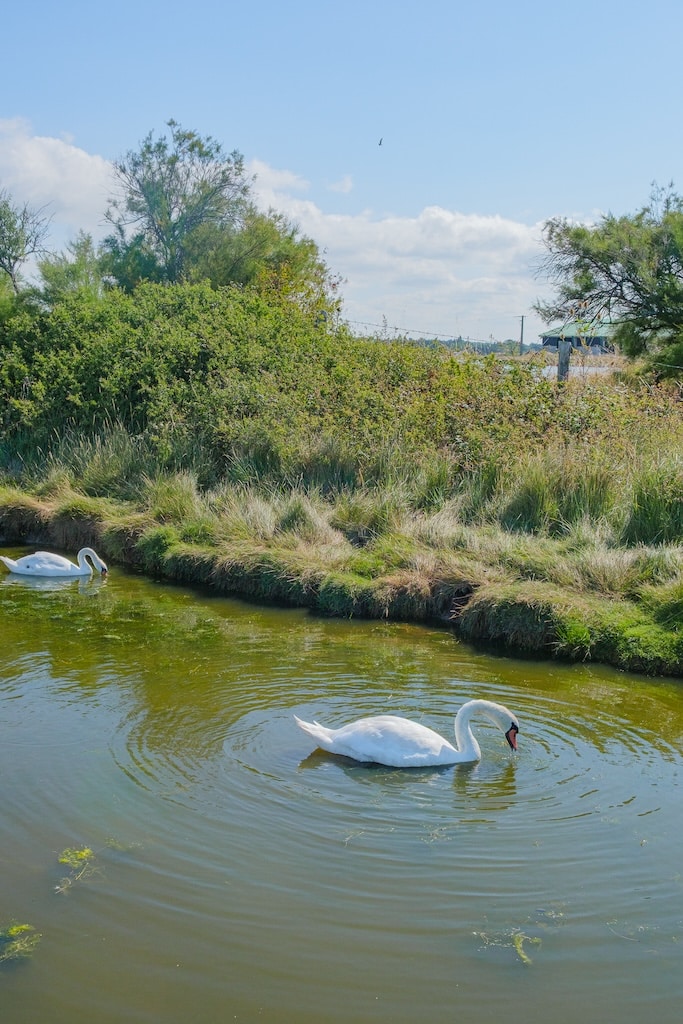 marais de lyarne