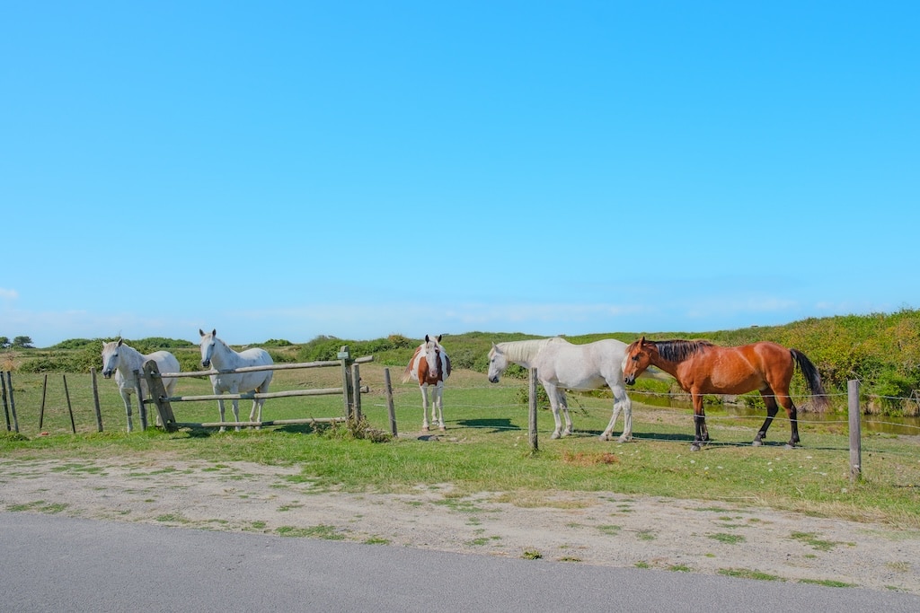 chevaux les moutiers en retz