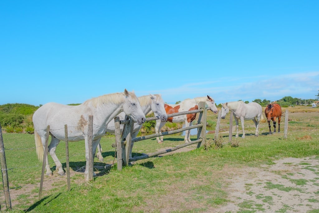 chevaux marais de lyarne