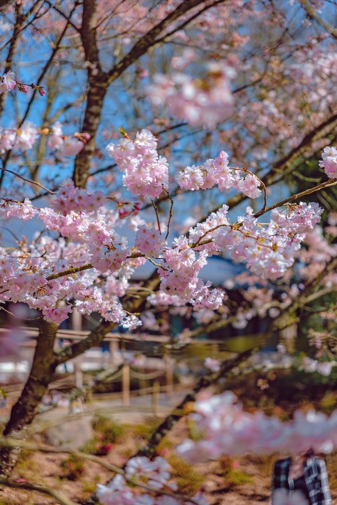 fleurs cerisiers