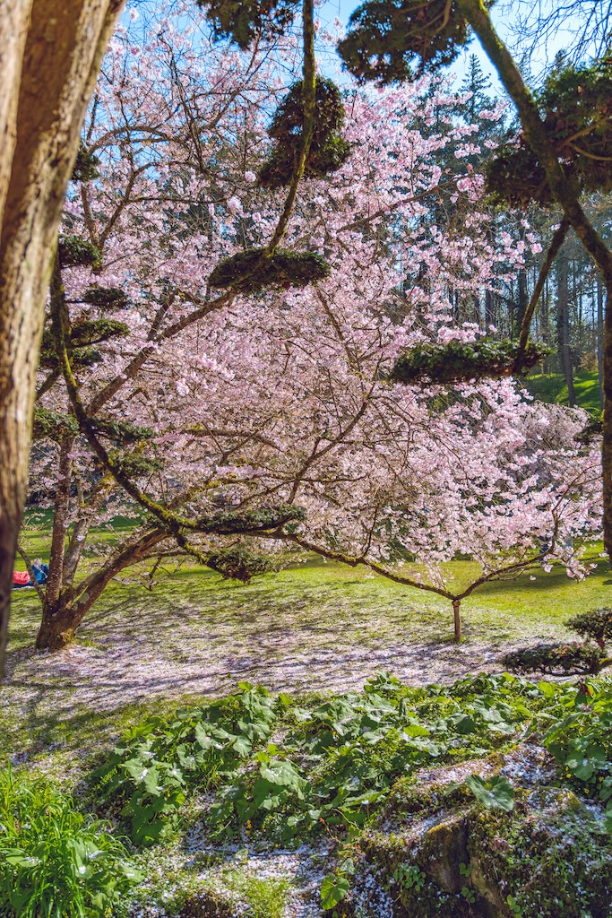printemps jardin japonais