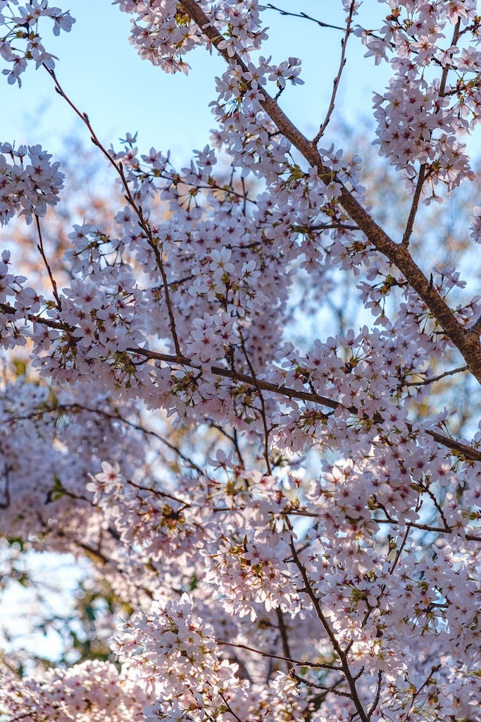 printemps parc oriental maulevrier