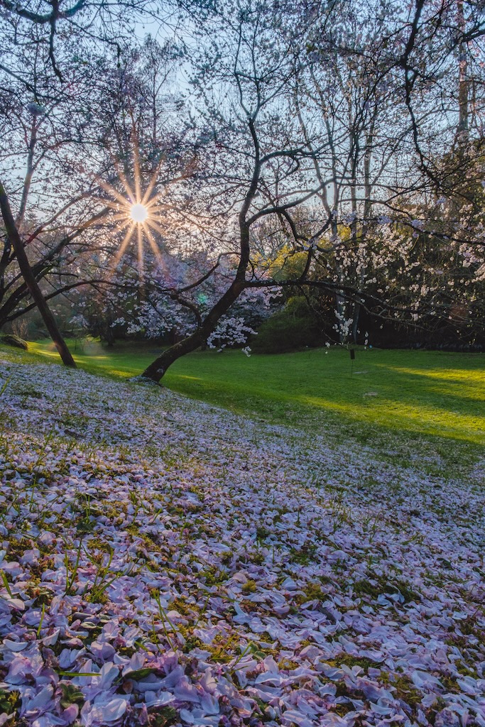 cerisier parc oriental maulévrier