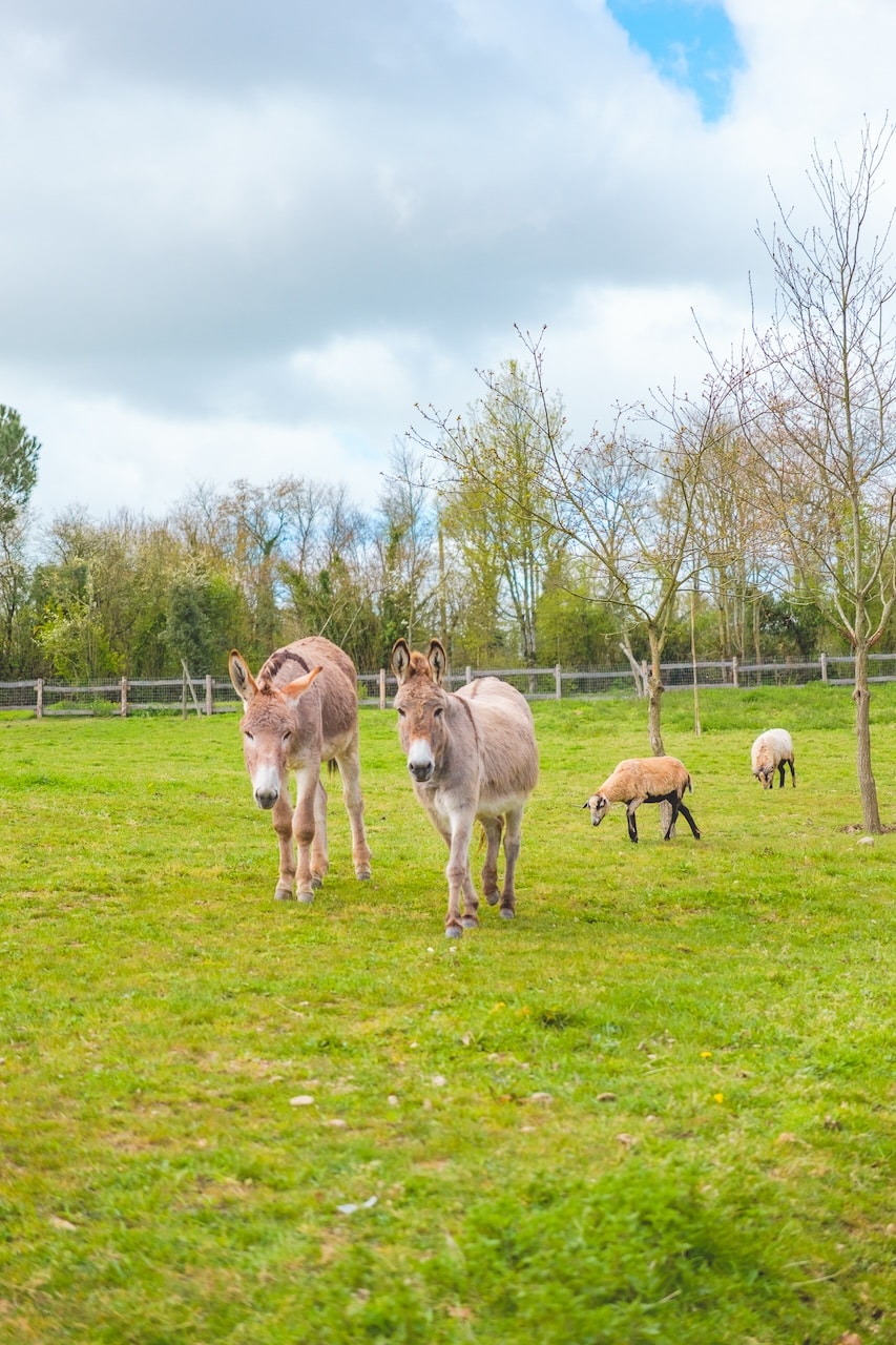 animaux ferme