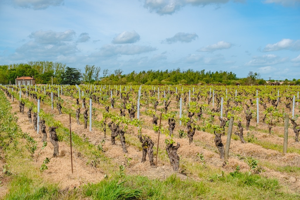 Vignoble Vallet