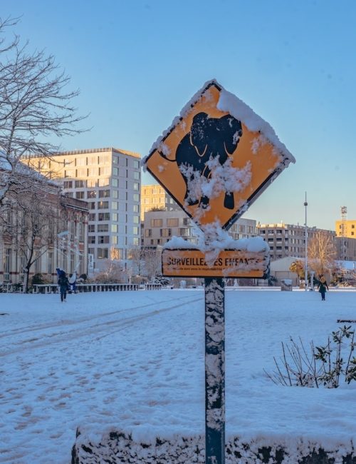 elephant neige