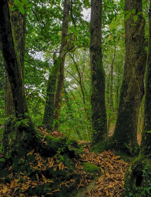 Chemin de forêt