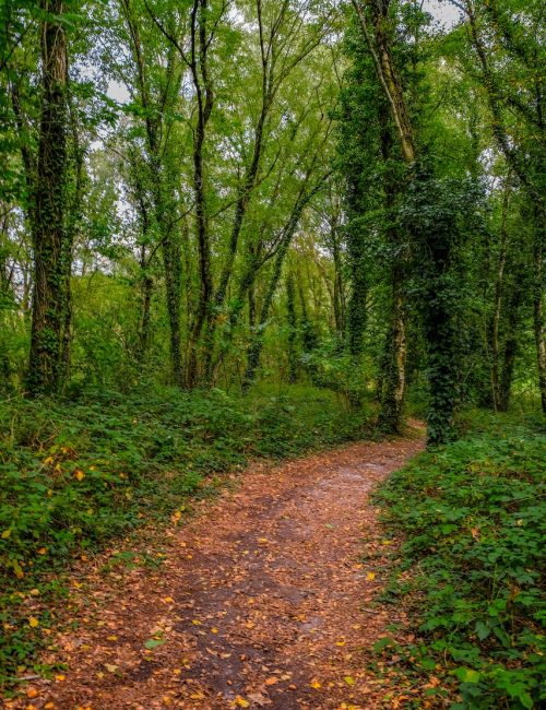 Chemin de forêt