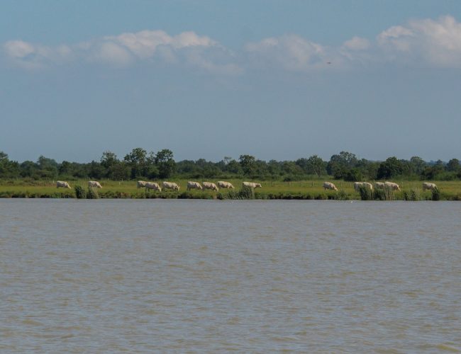 Croisière Estuaire