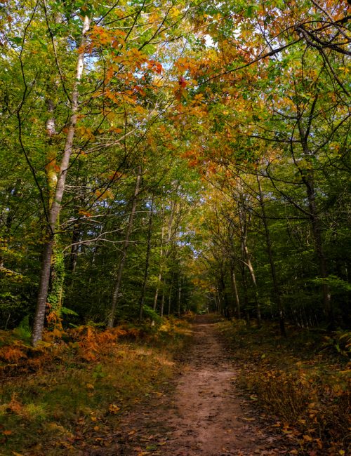 Balade automne Forêt Loire Atlantique