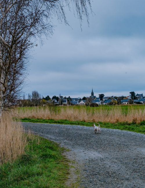 Balade Loire Atlantique Marais de Brière