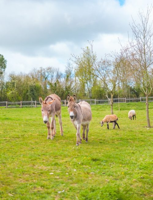 animaux ferme