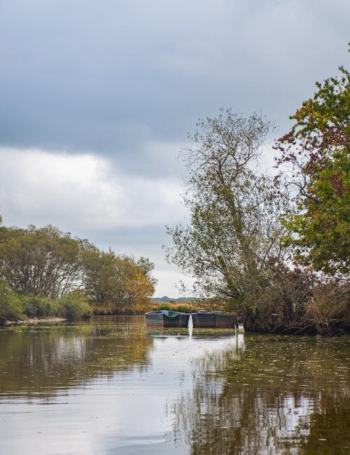 Marais de Brière Loire Atlantique