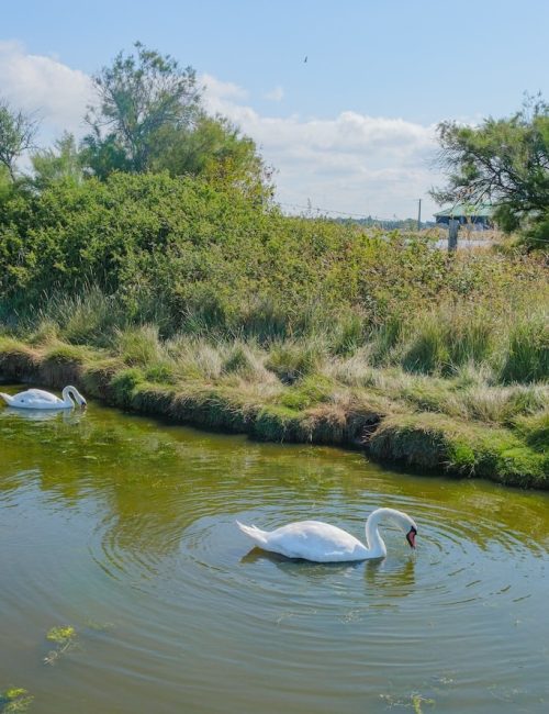 marais de lyarne