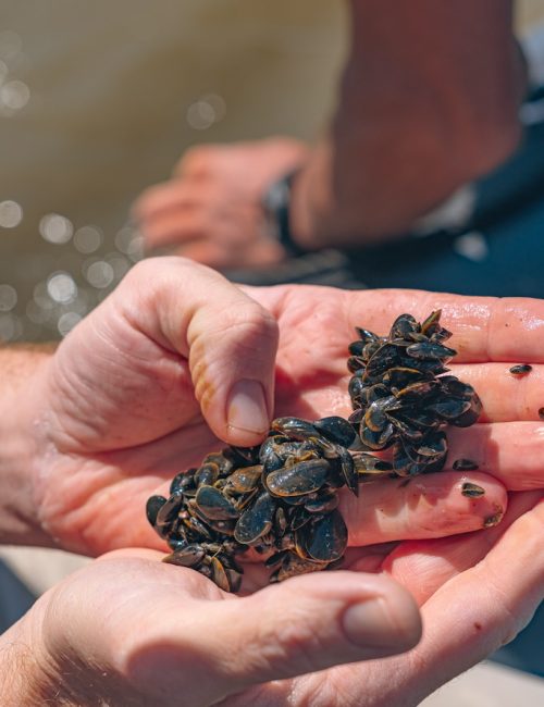 mytiliculture-la-plaine-sur-mer-16