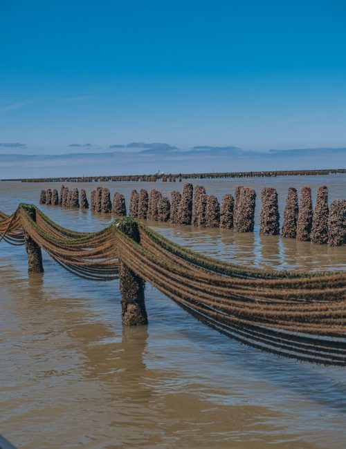 mytiliculture-la-plaine-sur-mer-22