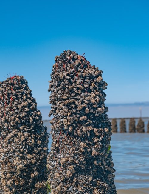 moules de bouchot