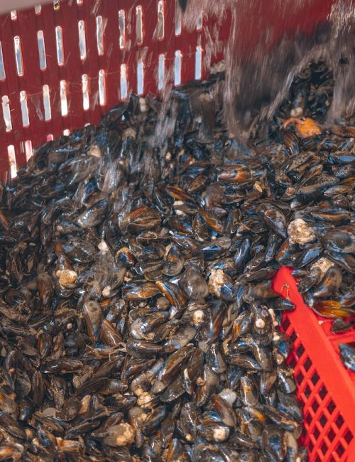 mytiliculture-la-plaine-sur-mer-47