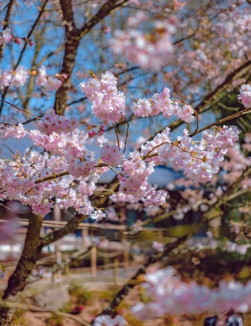 fleurs cerisiers