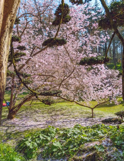 printemps jardin japonais