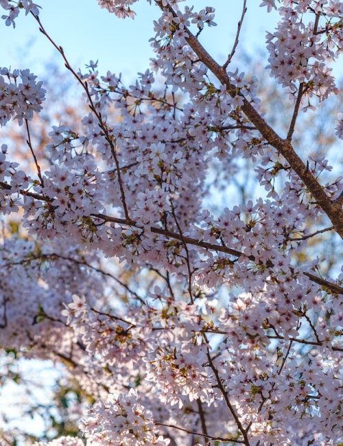 printemps parc oriental maulevrier