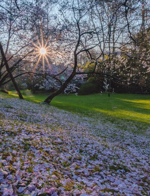 cerisier parc oriental maulévrier