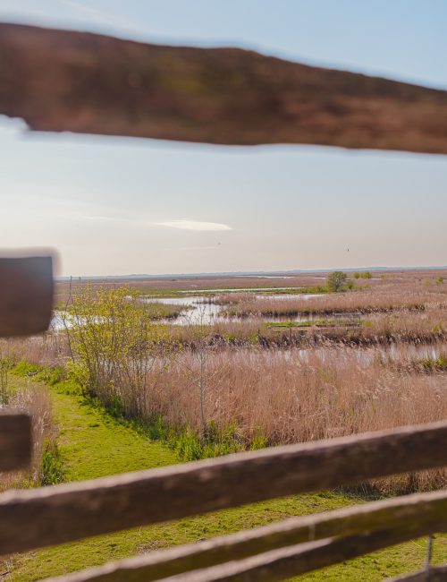Marais de Brière