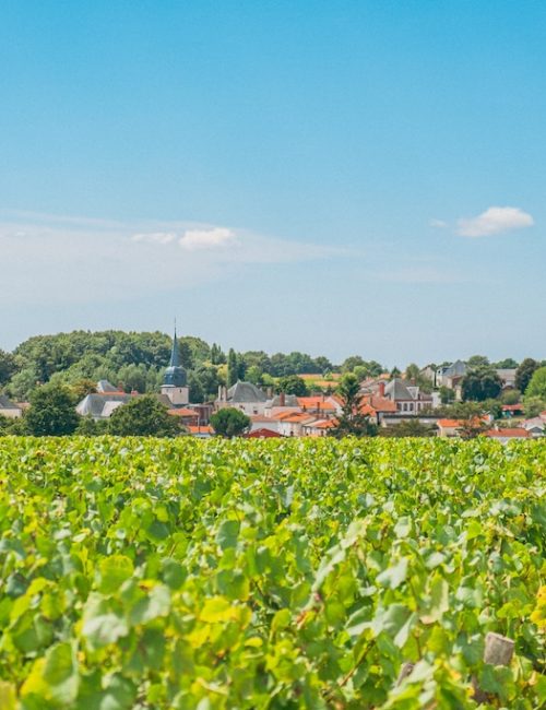 Vignoble de Nantes