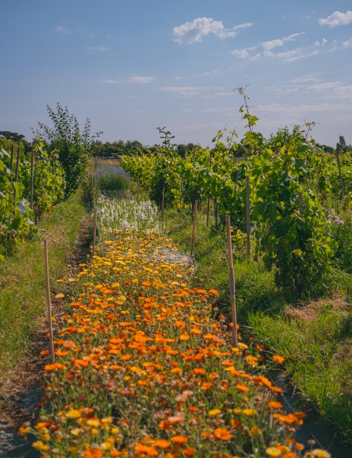 fleurs pornic