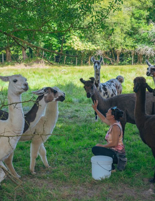 élevage lamas Saint-Michel-Chef-Chef