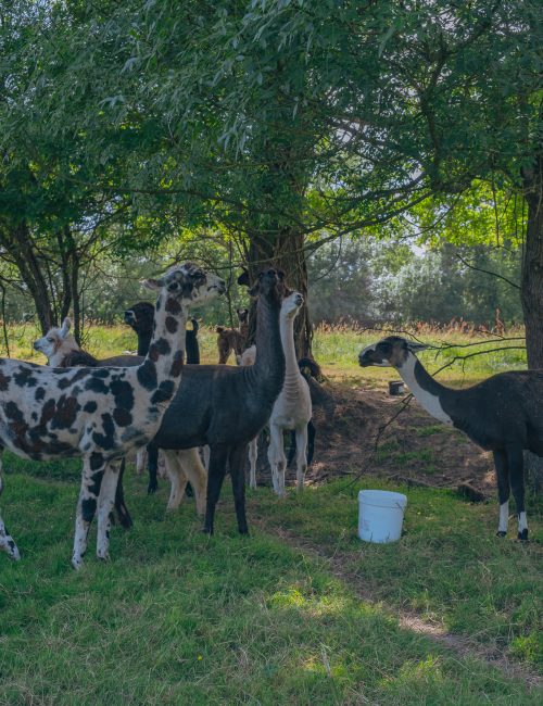 lamas pornic