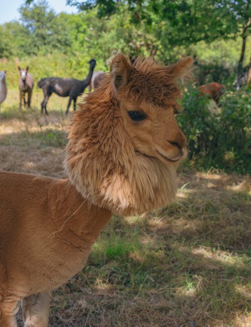 pornic lama