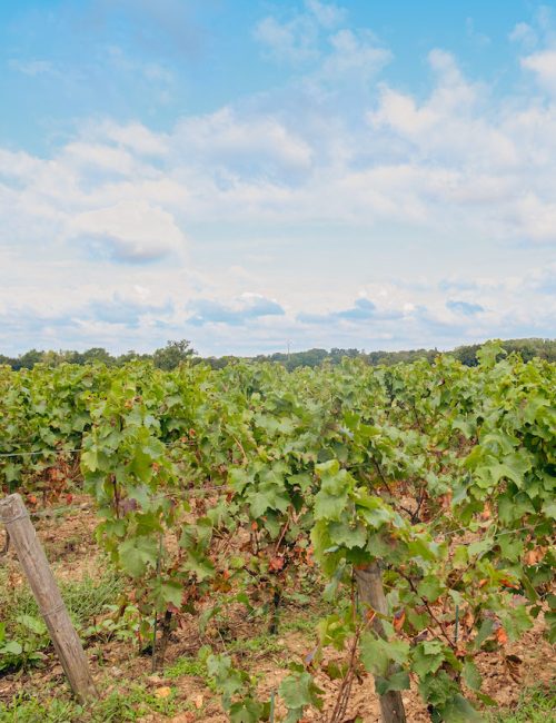 Vignoble de Grand-Lieu