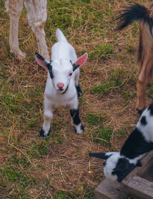animaux-vignoble-insolite